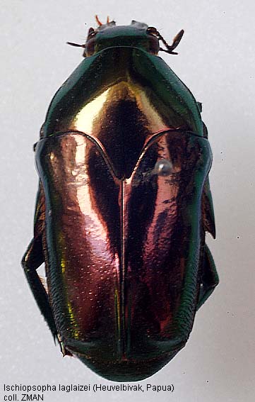 Papua Insects Foundation (Coleoptera/Scarabaeidae)
